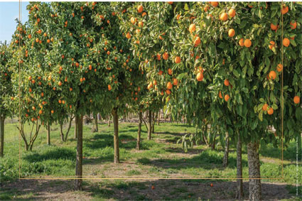 Godrej Forest Estate