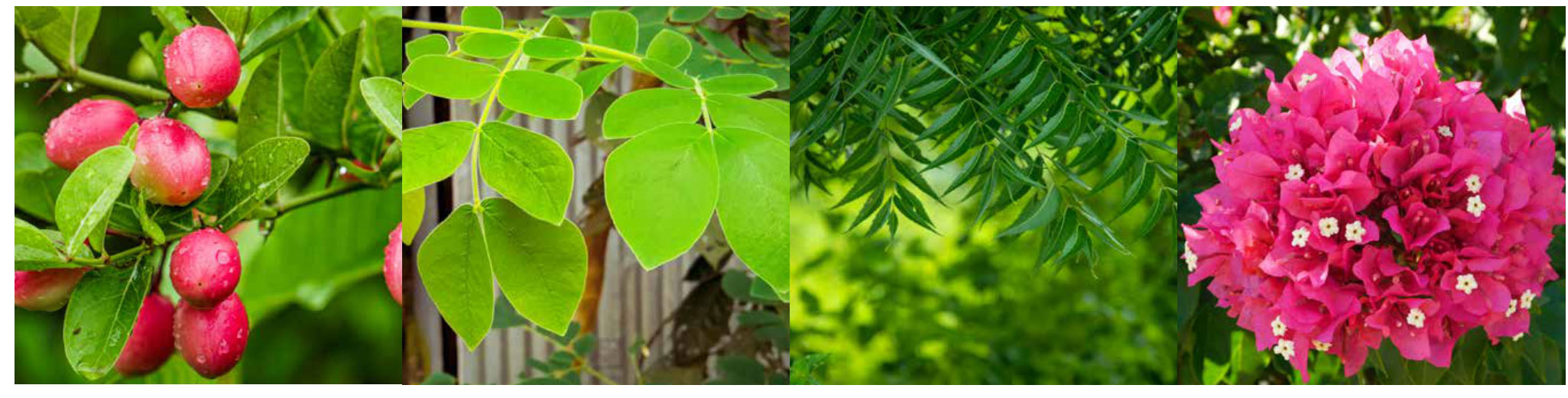 Godrej Forest Estate